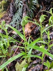 Pterostylis australis