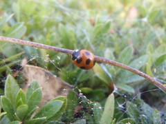 Coccinella septempunctata