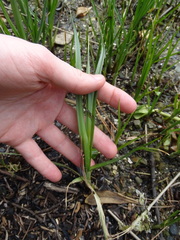 Bolboschoenus caldwellii