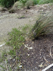 Bolboschoenus caldwellii