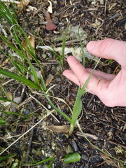 Bolboschoenus caldwellii