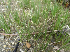 Bolboschoenus caldwellii