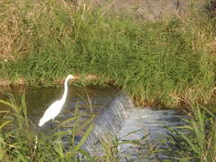 Ardea alba
