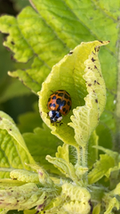 Harmonia axyridis