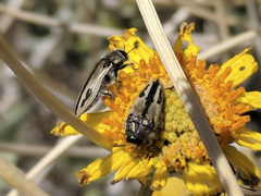 Acmaeodera latiflava