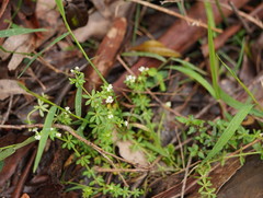 Asperula euryphylla