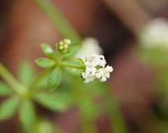 Asperula euryphylla