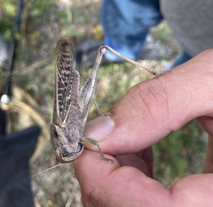 Locusta migratoria cinerascens