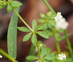 Asperula euryphylla