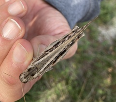 Locusta migratoria cinerascens