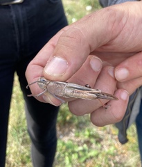 Locusta migratoria cinerascens