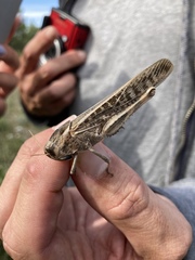 Locusta migratoria cinerascens