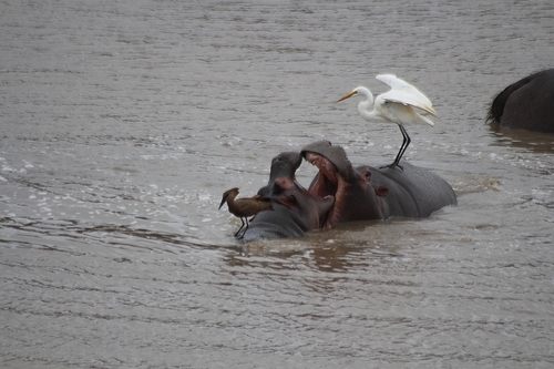 This observation is for the fighting Hippos. The birds fishi