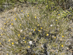 Acamptopappus sphaerocephalus