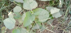 Lantana camara