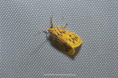 Miltochrista malayproducta