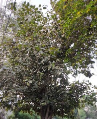 Ficus benghalensis