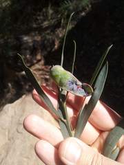 Acacia suaveolens