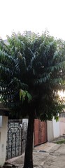 Polyalthia