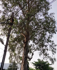 Eucalyptus tereticornis