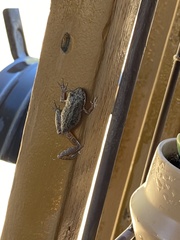 Pseudacris hypochondriaca