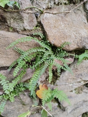 Asplenium trichomanes