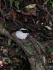 Okiscarta uchidae