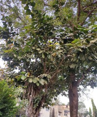 Ficus benghalensis