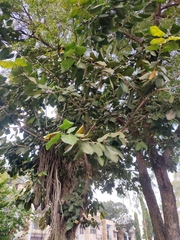 Ficus benghalensis