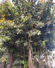 Ficus benghalensis