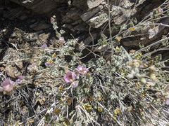 Sphaeralcea ambigua rosacea