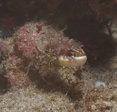 Plagiotremus goslinei