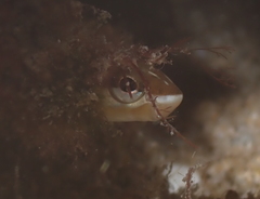 Plagiotremus goslinei