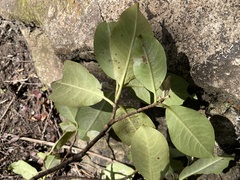 Pittosporum huttonianum
