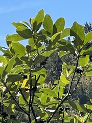 Pittosporum huttonianum