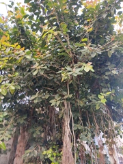 Ficus benghalensis