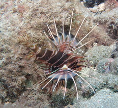 Pterois sphex