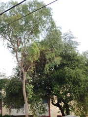 Eucalyptus tereticornis