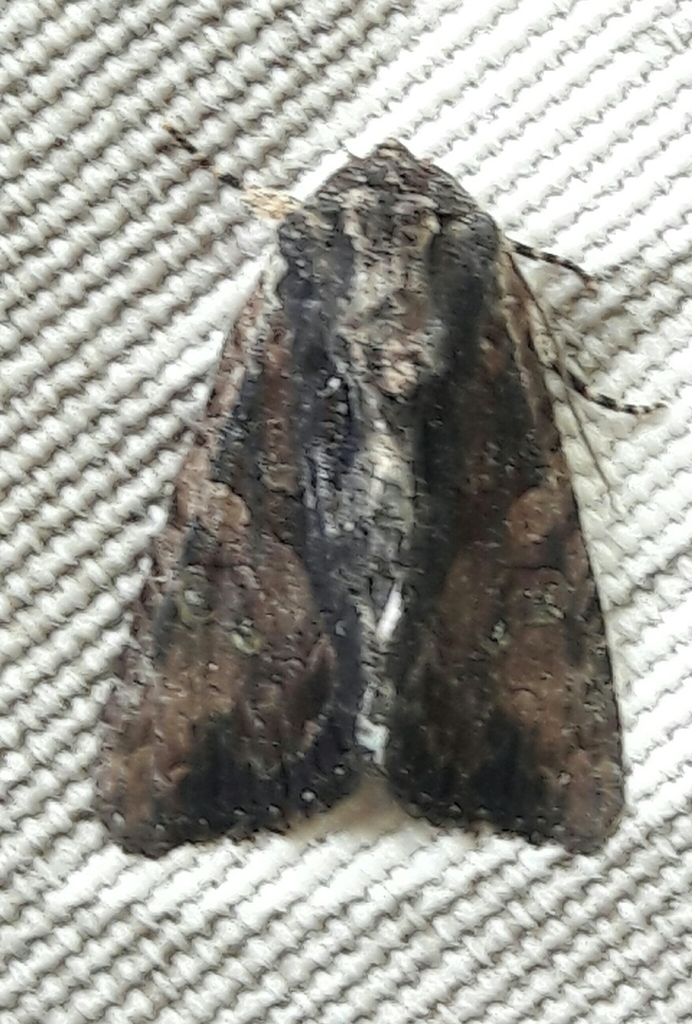 Acroria terens
