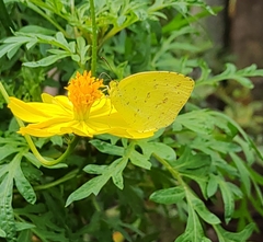 Eurema mandarina