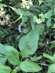 Choreutis xanthogramma