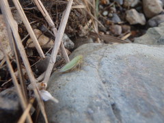 Cicadella viridis