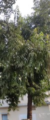 Polyalthia