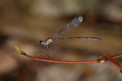 Lestoidea brevicauda