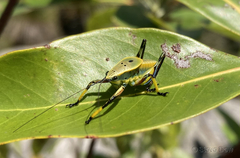 Metholce nigritarsis