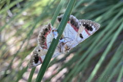 Crypsiphona ocultaria