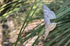 Crypsiphona ocultaria