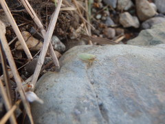 Cicadella viridis