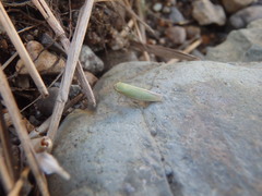 Cicadella viridis