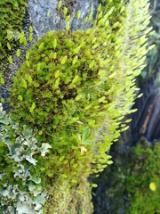 Leptostomum macrocarpum